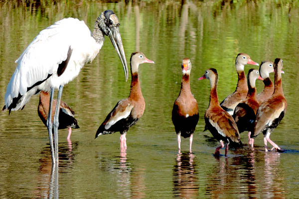 Chairman of the Board