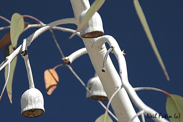 Eucalypt Ghost