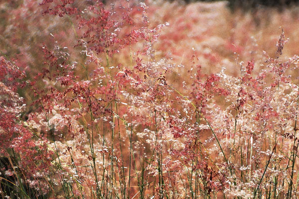 Rincon Grass