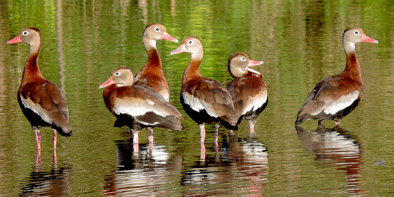 Having them all in a row