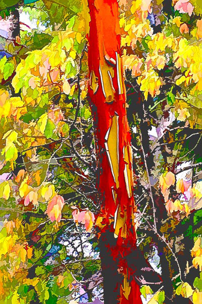Woodland Arbutus 2